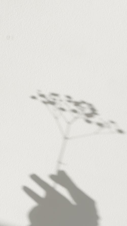 Foto stok gratis abstrak, bayangan, cabang