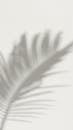 White Feather on White Background