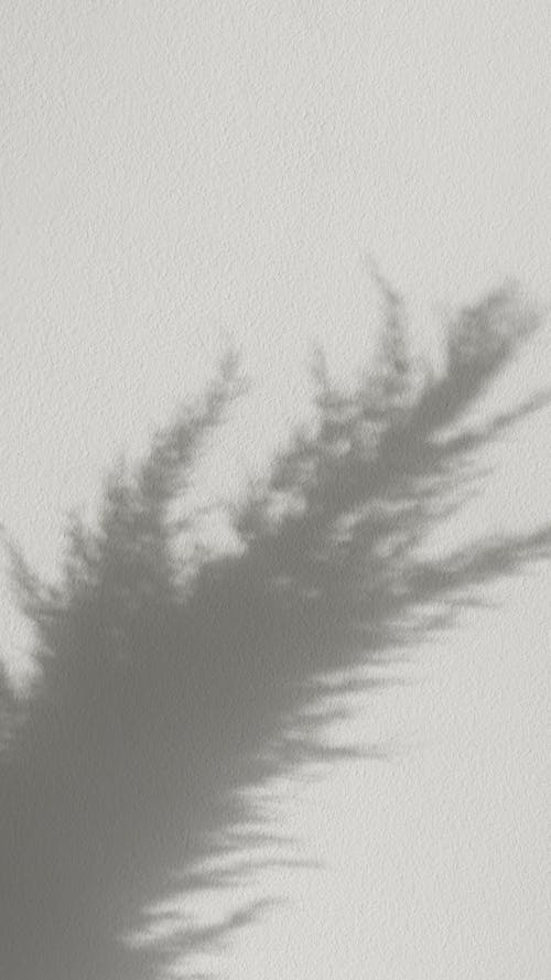 Free A Shadow of a Dried Leaves Stock Photo