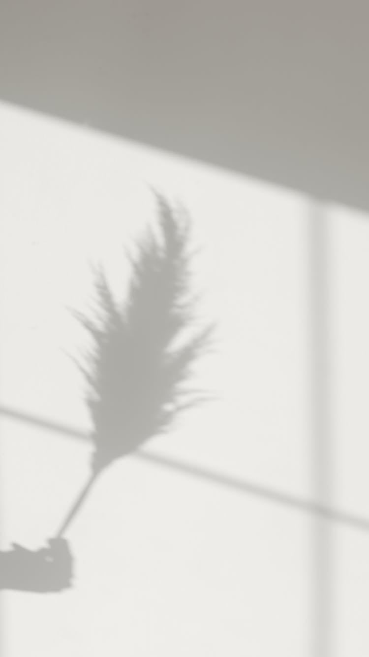 Black And White Feather On White Background