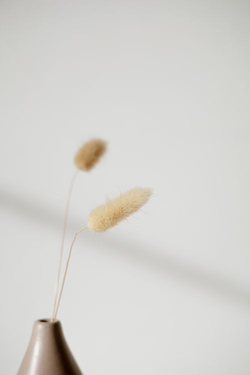 Free Elegant close-up of dried Lagurus Ovatus in a vase, highlighting its natural textures. Stock Photo