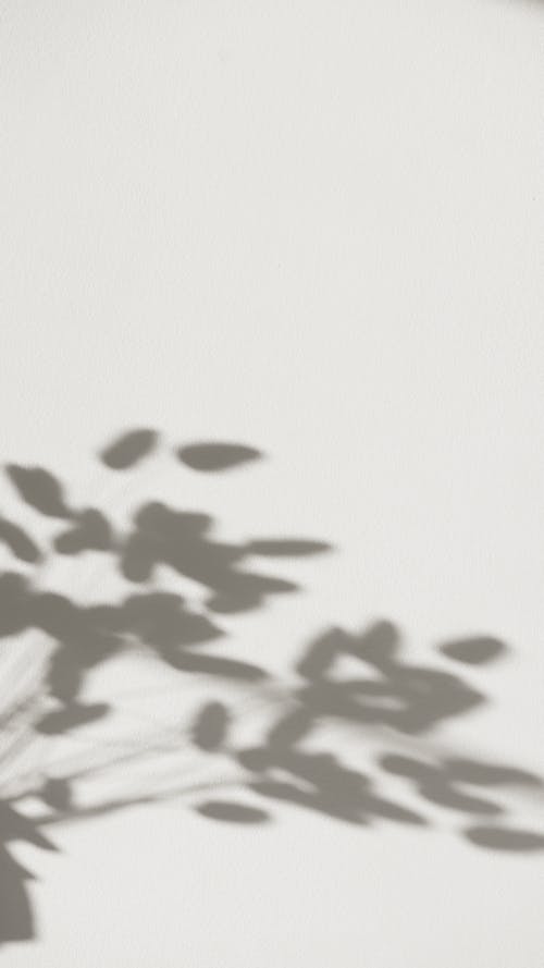 Foto stok gratis abstrak, bayangan, cabang