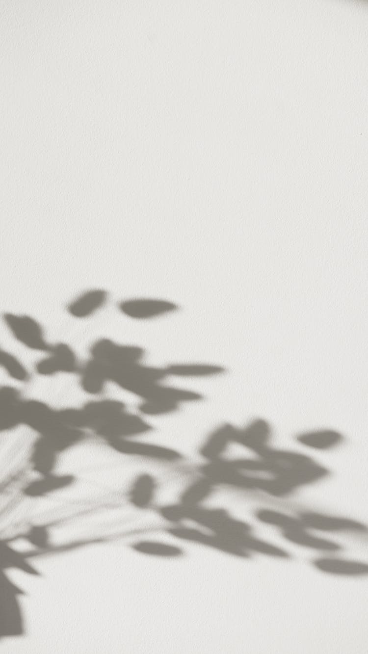 A Shadow Of A Plant On Wall