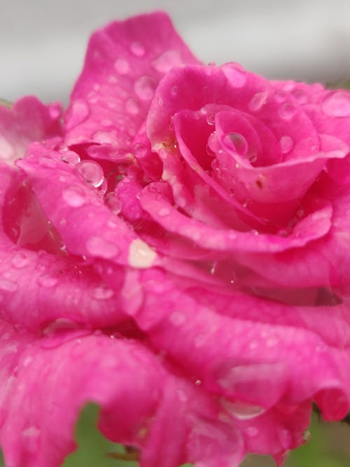 Close-up of Dew on a Pink Rose 