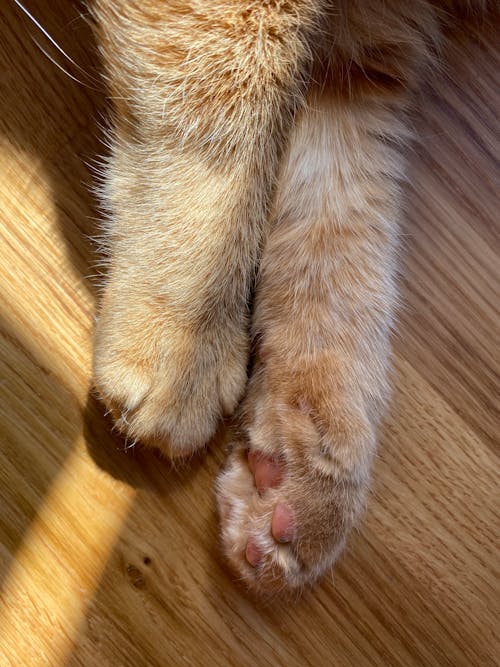 Free Paws in Close Up Photography Stock Photo