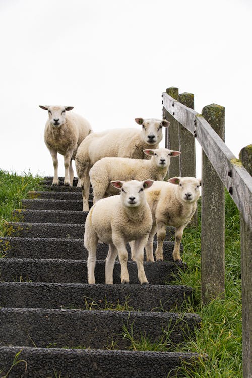 Free Herd of Sheep on Stairs Stock Photo