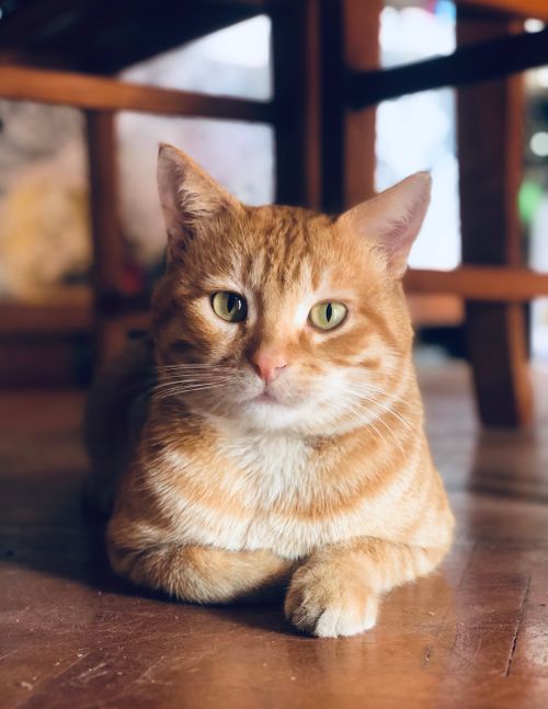 Free Close-up portrait of a cute ginger cat lying indoors with a curious gaze. Stock Photo
