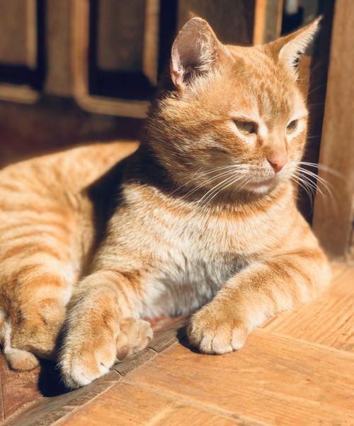 Free A ginger cat relaxes in the warm sunlight on a wooden floor indoors. Stock Photo