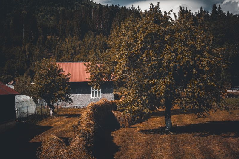 Maison nichée dans un environnement boisé, cadre typique de Saint-Avé