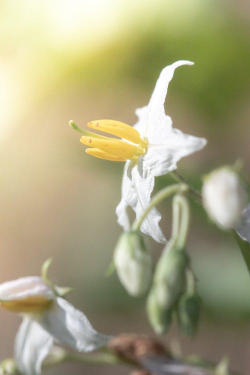 Free stock photo of botanical, flower, garden