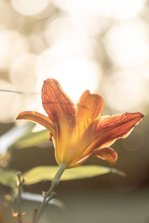 Free stock photo of botanical, flower, garden