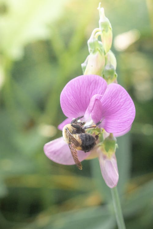 Free stock photo of botanical, flower, garden