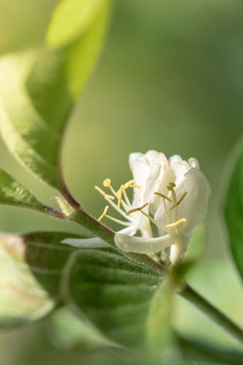 Free stock photo of botanical, flower, garden