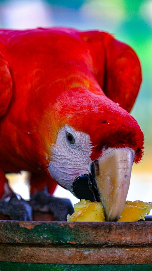 Free Close-up of a vivid scarlet macaw enjoying a meal outdoors. Vibrant wildlife in action. Stock Photo
