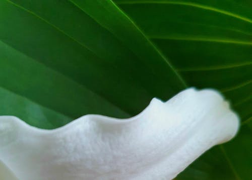 beyaz yaprakları, ev bitkisi, güzel doğa içeren Ücretsiz stok fotoğraf