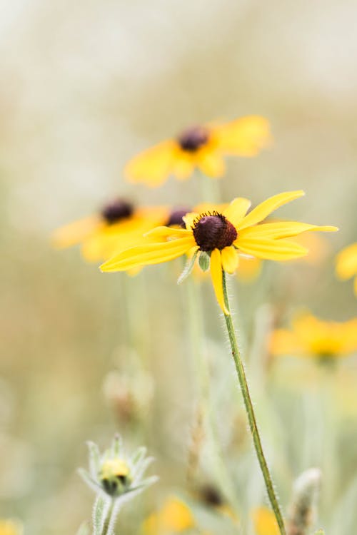 Free stock photo of botanical, flower, garden