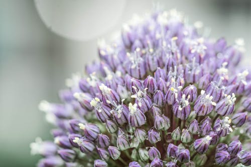 Purple Flower in Macro Lens