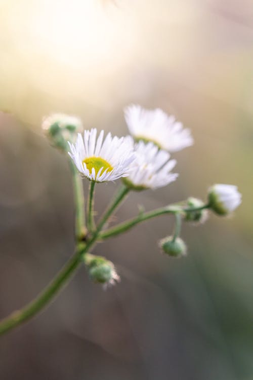 Free stock photo of botanical, flower, garden