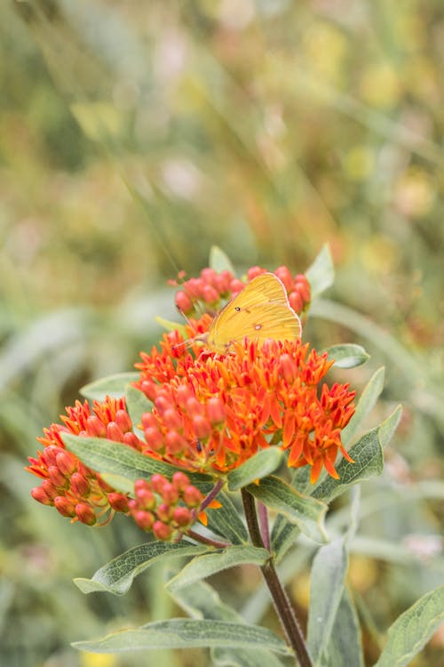 Yellow Butterfly on Red Flowers