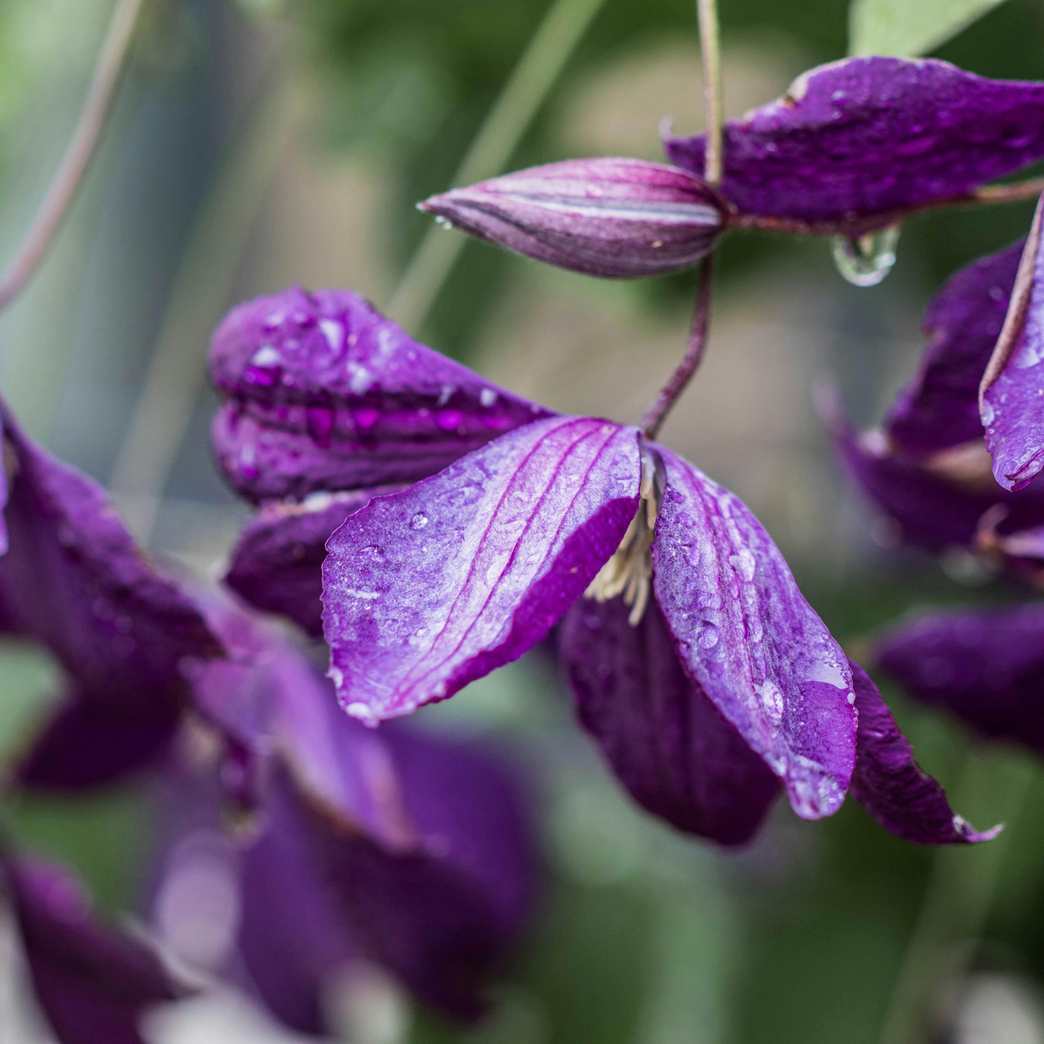 Lauren Kline Photography