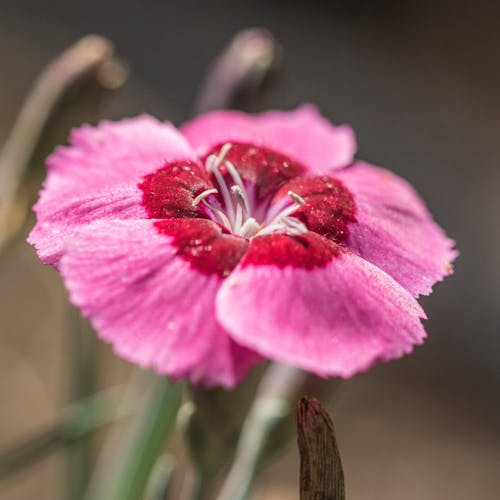 Free stock photo of botanical, flower, garden