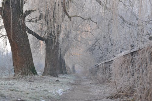 Imagine de stoc gratuită din acoperit de zăpadă, alb, anotimp