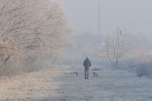 Free Person walking dogs on a foggy winter day through a frosty landscape. Stock Photo
