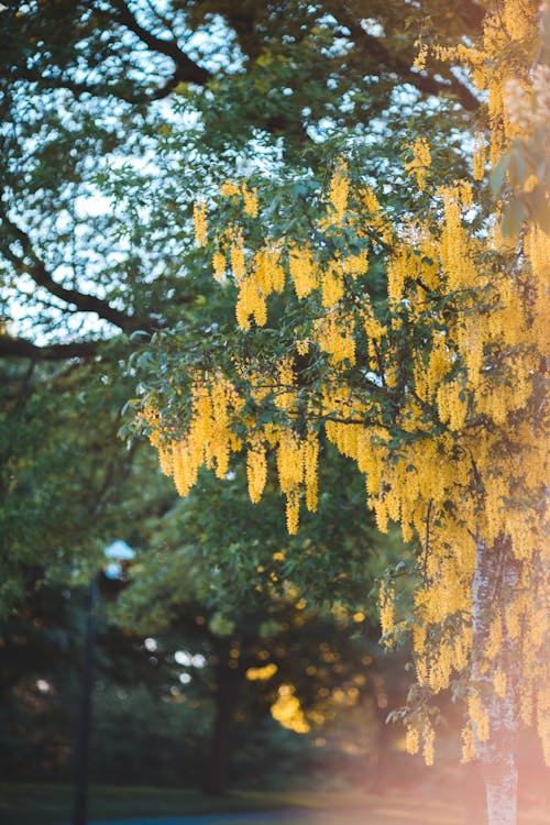 Free Yellow Flowers Hanging from a Tree  Stock Photo