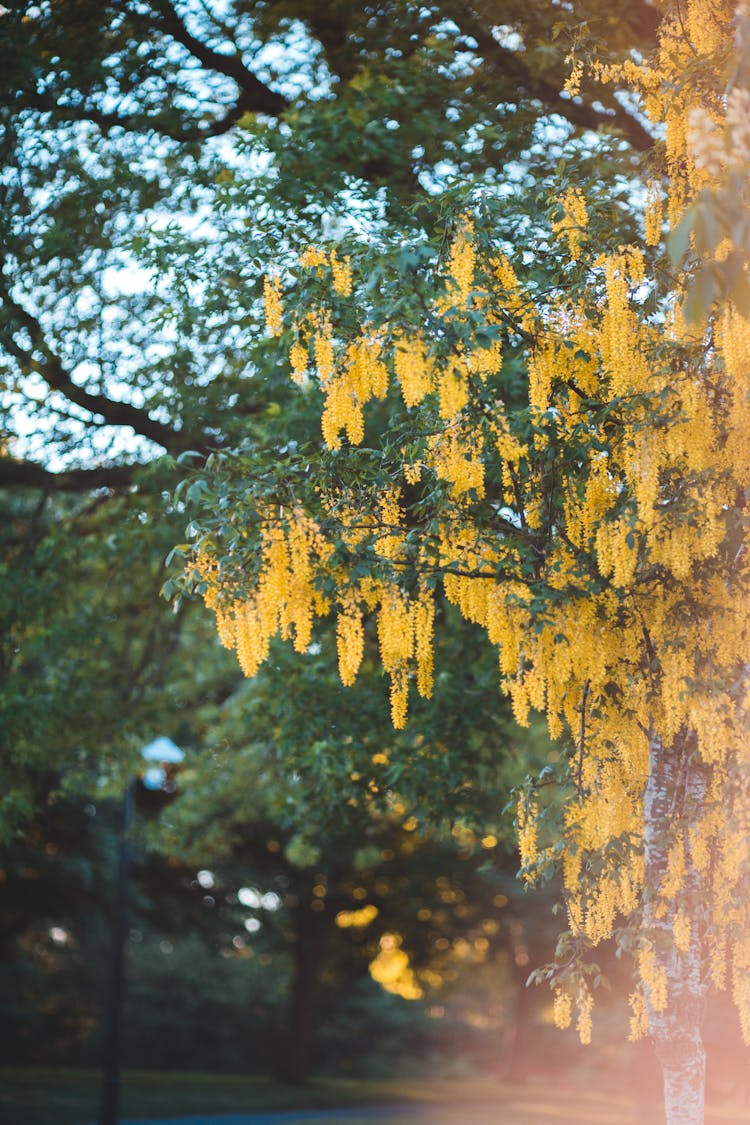 Yellow Flowers Hanging From A Tree 