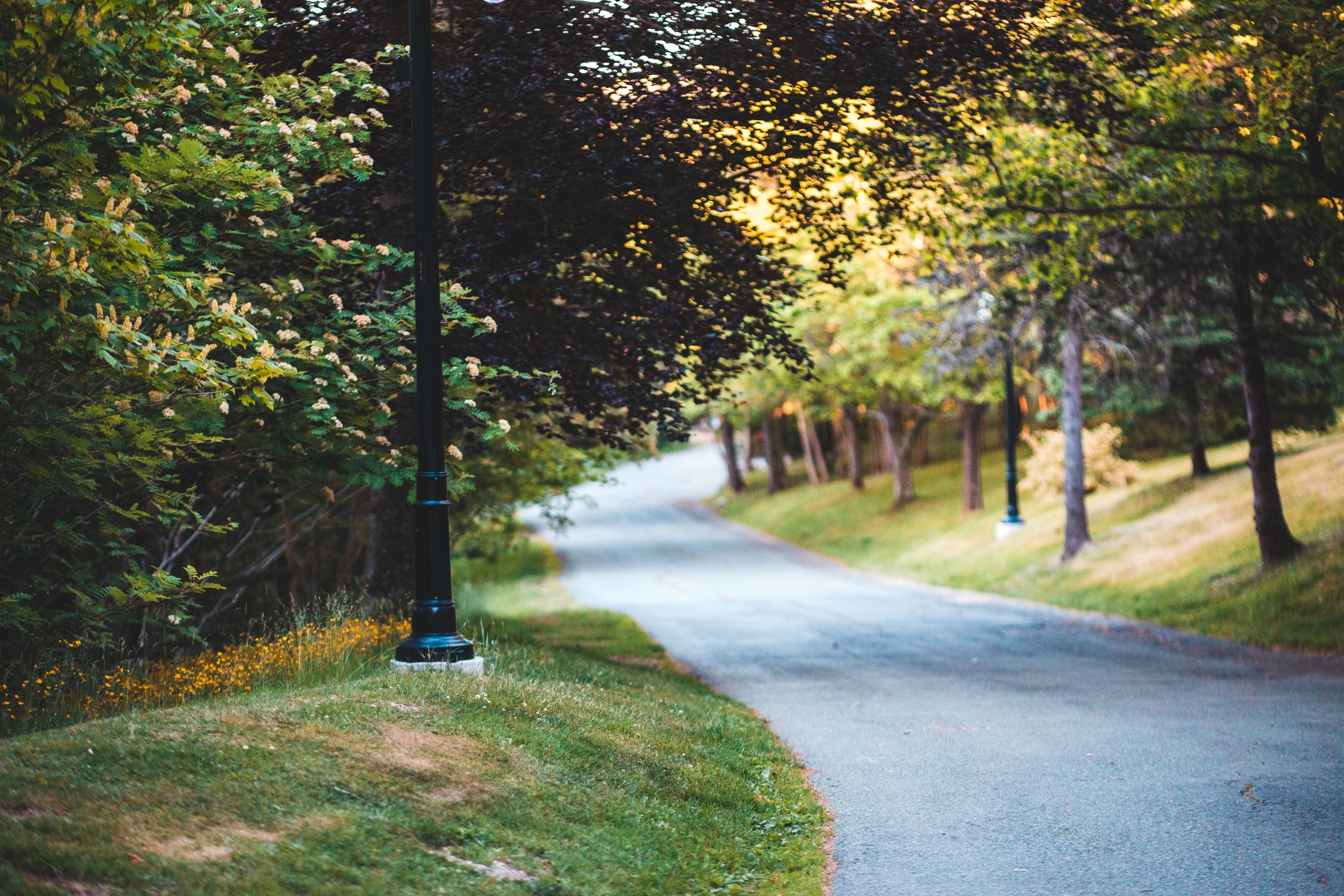 Footpath Bitumen Asphalt Footpath in a Park · Free Stock Photo
