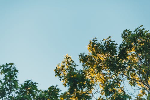 Gratis Immagine gratuita di alberi, cielo azzurro, foglie Foto a disposizione