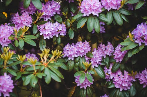 Pink Flowers with Leaves