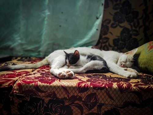 Gratis Immagine gratuita di animali domestici, cuscino, felino Foto a disposizione