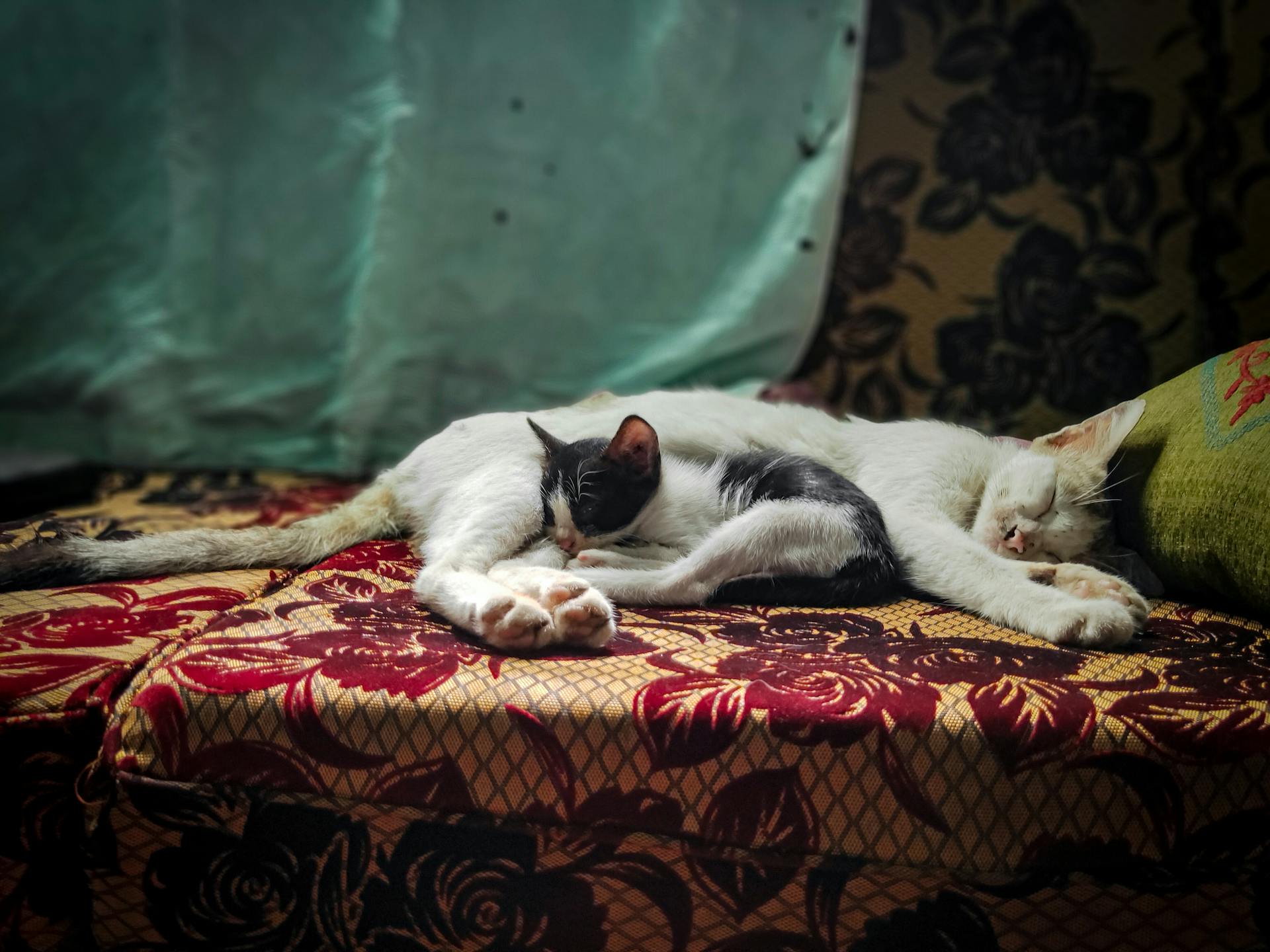 Two cats comfortably sleeping on a patterned couch, showcasing domestic tranquility.