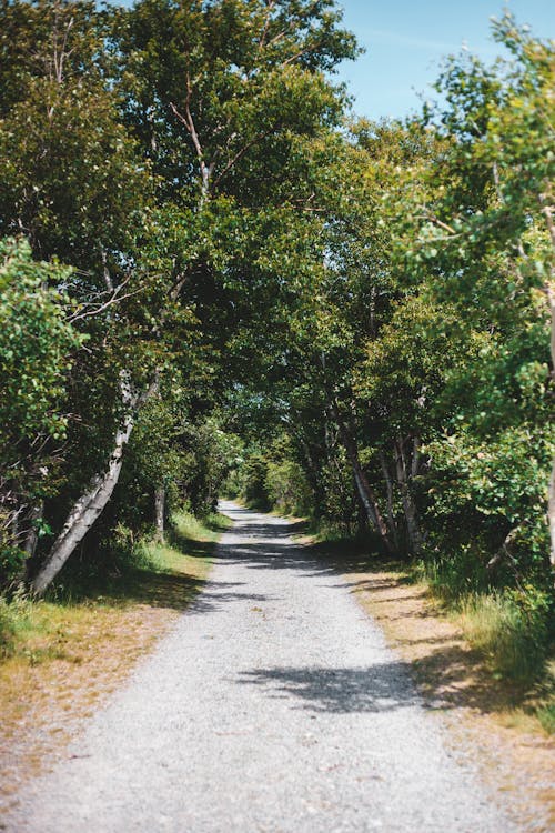 Gray Concrete Road Between Green Trees