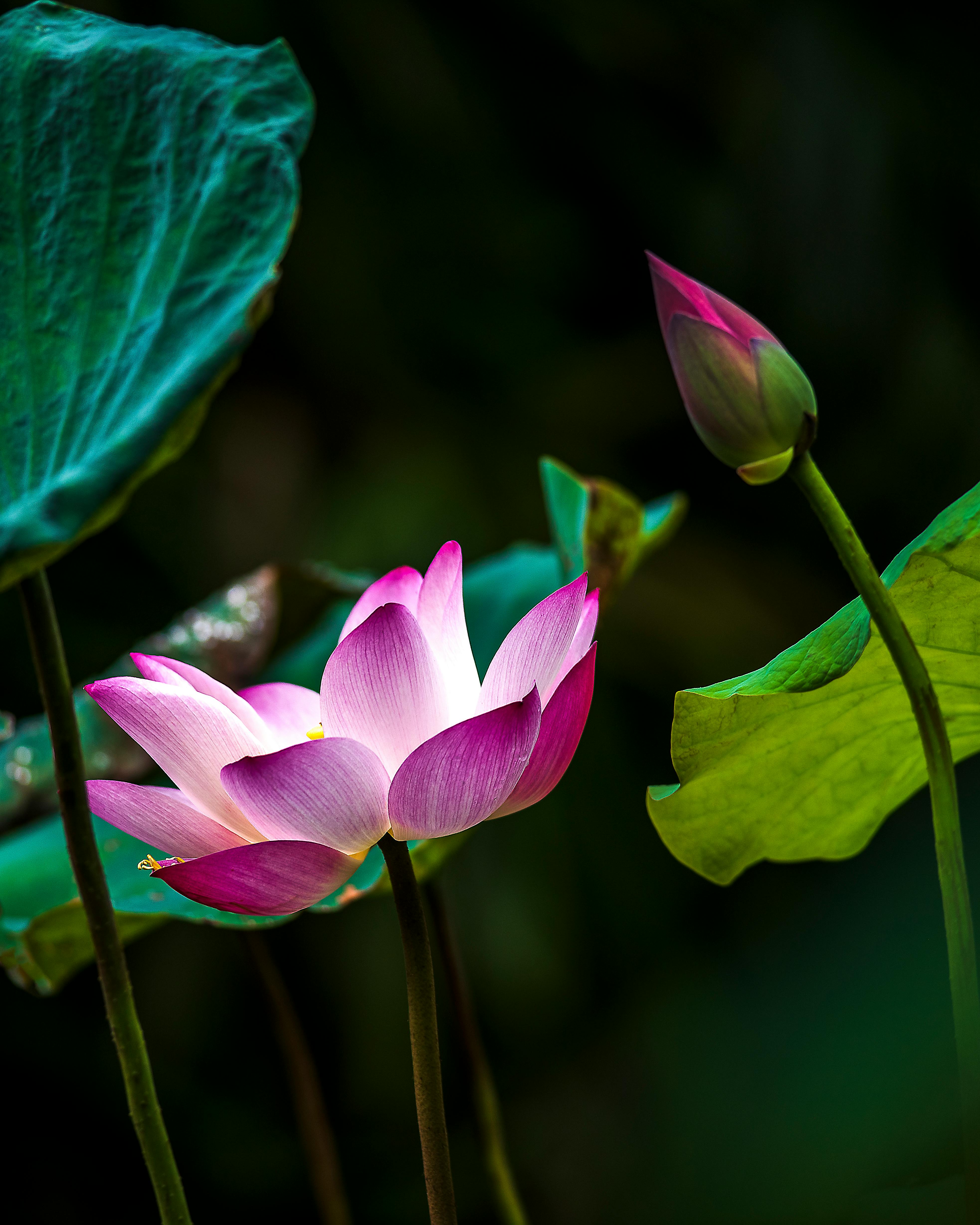 300.000+ melhores imagens de Flor De Lótus Branca · Download 100% grátis ·  Fotos profissionais do Pexels