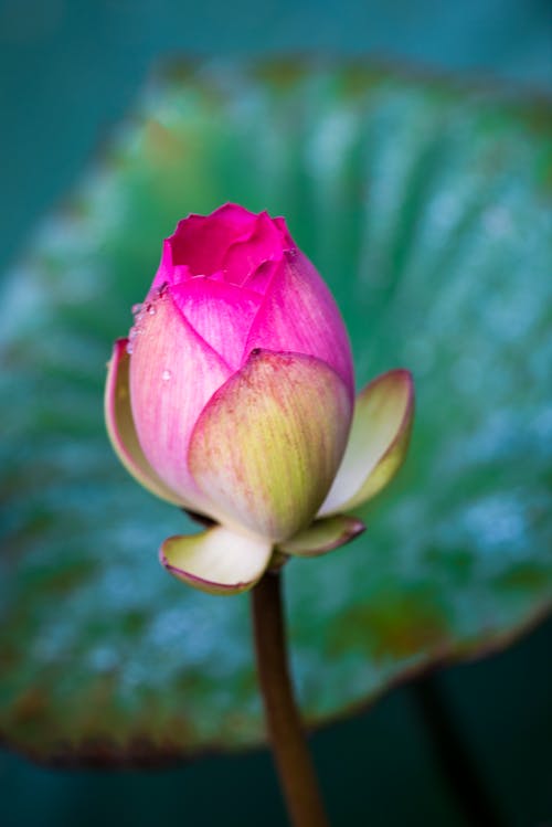 Free Pink Lotus Flower in Close Up Photography Stock Photo