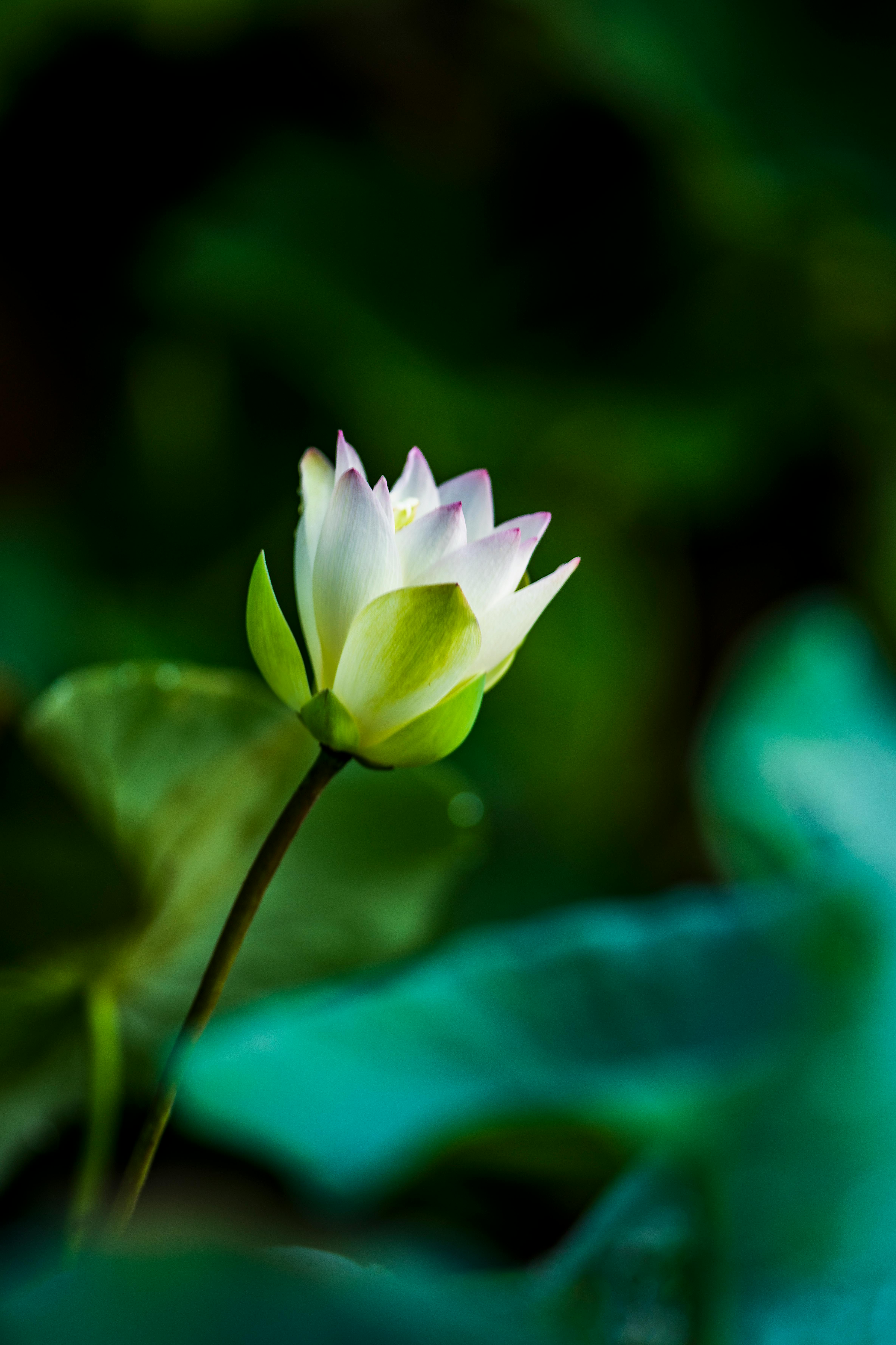 White Flower on Water · Free Stock Photo