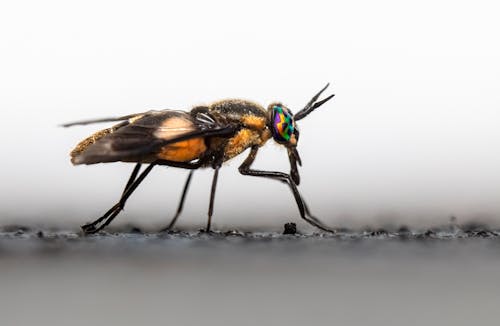 Gratis lagerfoto af baggrunde, chrysops caecutiens, detalje