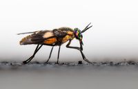 Black and Brown Fly on White Surface