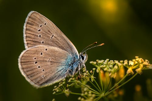 Butterfly on Flowers