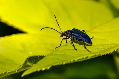 Free Black and Blue Beetle on a Leaf Stock Photo