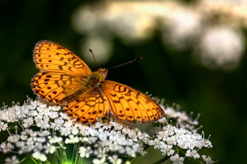 Yellow Butterfly on White Flowers