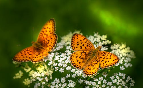 Butterflies on Flowers