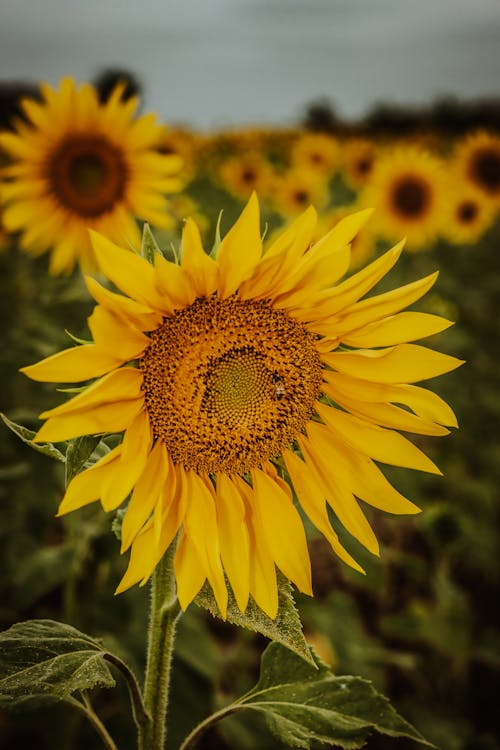 Gratis stockfoto met blad, bloem, bloemblaadje