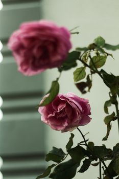 A focused shot of pink roses with blurred backgrounds and selective focus, highlighting floral beauty.