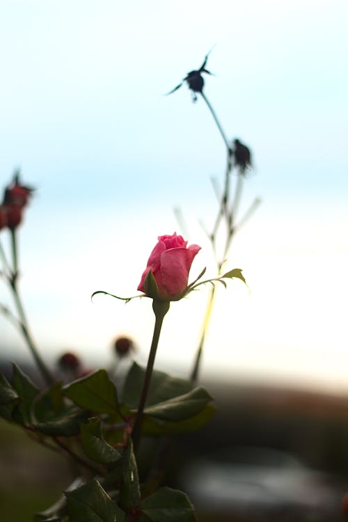 Photo of a Pink Rose