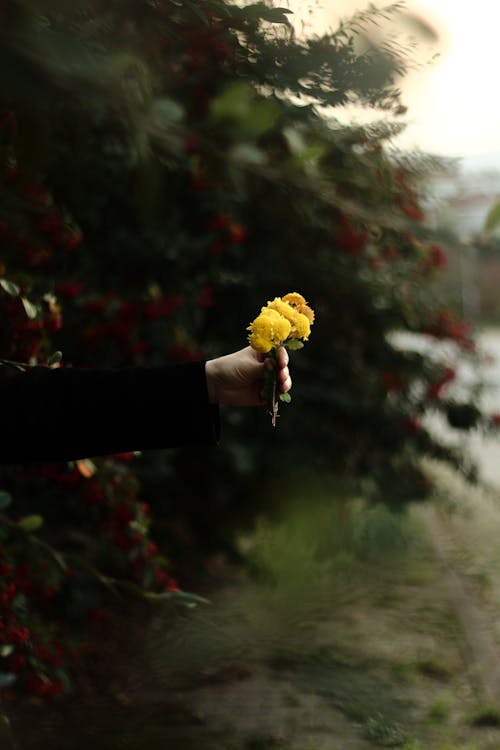 Person Holding Yellow Flowers