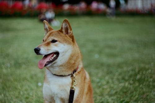 Brown Dog on Grass