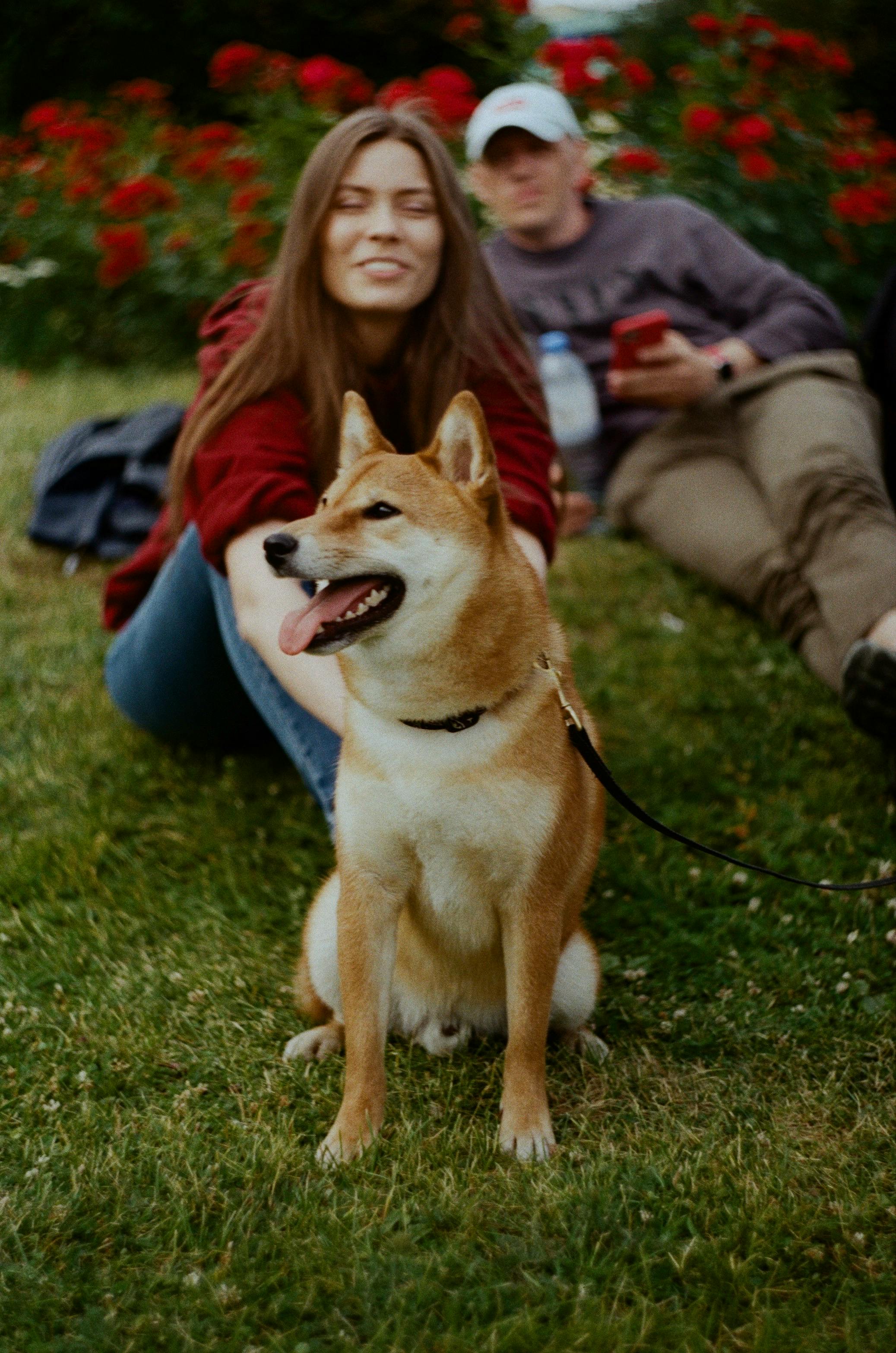 A woman and a Shiba Inu dog enjoying a relaxing day outdoors in a garden with vibrant red flowers.